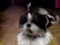 tuckey