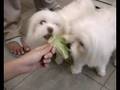 videos de Elas preferem salada