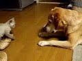 ¿Perro con gato? ¡Mejores amigos!