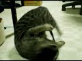 just-a-kitten-1.html
