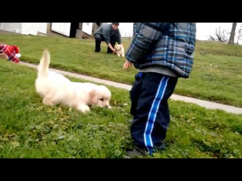 Rosie - Beautiful AKC Champion lines