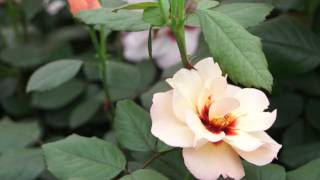 #728 Chelsea Flower Show 2012 - Die persischen Rosen von Harkness Roses