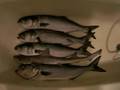 BlueFish Song