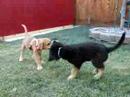 my crazy dogs