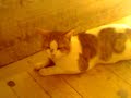 Philae temple cat Philae temple cat