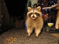 Raccoons