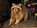 Raccoons Raccoons