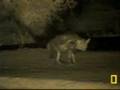 Brown hyena