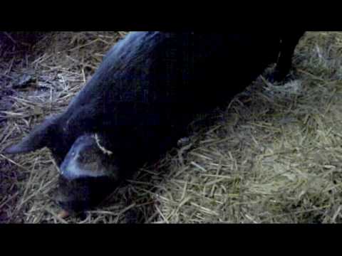 [Priscilla and piglets]