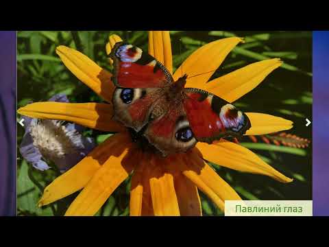 класс насекомых 7 класс