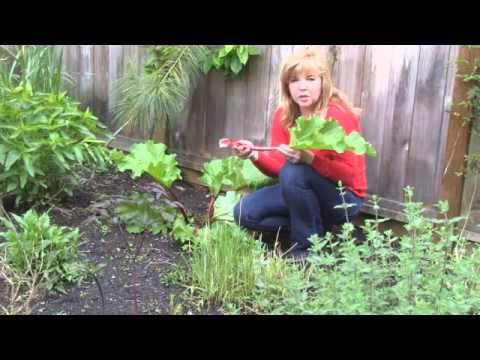 how to harvest rhubarb youtube