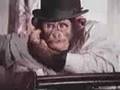 PG Tips UK Commercial (c.1971)