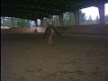 the pony cizka and i are training. the video's without sound as it was taped with my cheap digital cam. cizka can't seem to stay on the silly thing, there's not much to hold onto on him, and she's not used to bareback. he's had 12 rides on him as of this video.