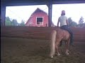the pony cizka and i are training. the video's without sound as it was taped with my cheap digital cam. cizka can't seem to stay on the silly thing, there's not much to hold onto on him, and she's not used to bareback. he's had 12 rides on him as of this video.
