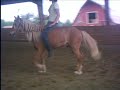 the pony cizka and i are training. the video's without sound as it was taped with my cheap digital cam. cizka can't seem to stay on the silly thing, there's not much to hold onto on him, and she's not used to bareback. he's had 12 rides on him as of this video.
