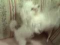 videos de Cute Chihuahua + Maltese Dance!