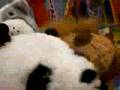 Lion&Panda Showzen