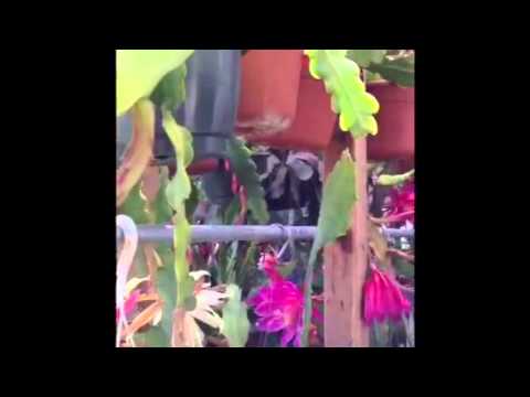 how to fertilize epiphyllum plants