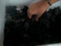 videos de Baby Turtles