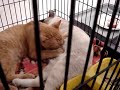 Adult male cat suckling!