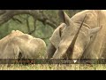 Rhino calves suckle from their mothers Rhino calves suckle from their mothers