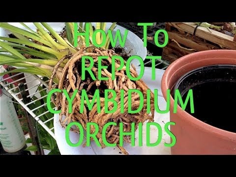 how to replant orchid roots