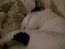 Manju (Japanese Bobtail) is sleeping on the bed Manju (Japanese Bobtail) is sleeping on the bed