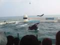 Kamogawa Seaworld - Part 01