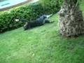 videos de Rueda mila *o*
