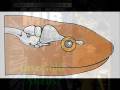 Alien Anatomy, Species, & Genetics (part 2)