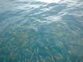 Barracuda and yellow tail Key West FL