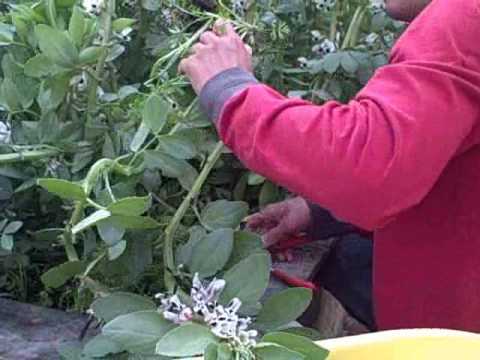 how to harvest fava beans