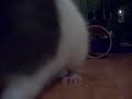 Debit the rat, clicker training Debit the rat, clicker training