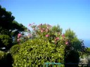 living foto: oleander