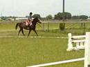 Sneakerss. Anglo Arabian filly. Age 3. Trot. Sneakerss. Anglo Arabian filly. Age 3. Trot.
