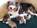 Lucca & Ollie Pups @ 1 week