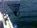 Orata a bolentino dalla barca Orata a bolentino dalla barca