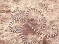 Wonderpus (Mimic Octopus)