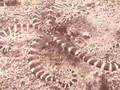Wonderpus (Mimic Octopus)