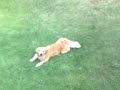 crazy dog