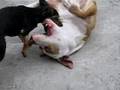 Pincher matando Pit Bull
