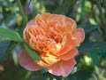 Summer roses