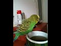 My parrot drinking a tea