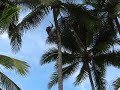 Costa Rican Climbing a Palm Tree   Part 2