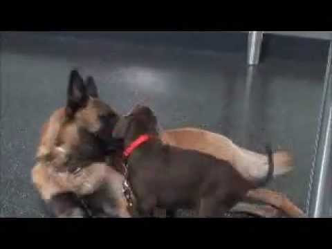alemánia - Los perros vivimos mejor en otros mundos.Entrar en hoteles, viajar en barco,volar en avión, cenar en restaurantes y partcipar en pruebas de rescate de person...