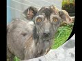 ANIMAIS MALTRATADOS