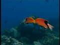 Australia MARINE WORLD (42)