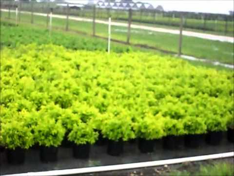 how to care for duranta erecta