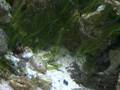 My new Peacock Mantis Shrimp - Quick feeding