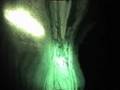 El Thule - Bud Orange / album: Green Magic 2007
